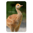 Search for sandhill magnets Bird