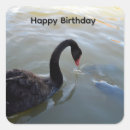 Search for black swan stickers Australia