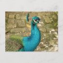 Search for blue peacock bird postcards Wildlife