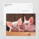 Search for piglet postcards Piggy