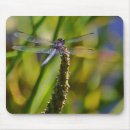 Search for dragonfly mousepads Pond
