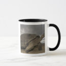 Search for galapagos mugs Reptile