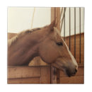 Search for stall Equine