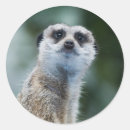 Search for meerkat stickers Funny