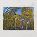 Search for colored leaf postcards Autumn