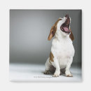 Search for breed magnets Animal