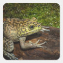 Search for bullfrog stickers Amphibian