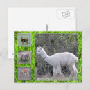 Search for wool postcards Alpaca