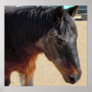 Search for pony posters Equine