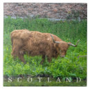 Search for scottish highland cow decor Cows