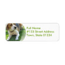 Search for beagle return address labels Canine