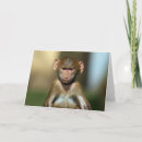 Search for baboon cards Cute