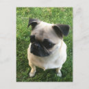 Search for pug puppies postcards Pugs