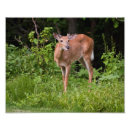 Search for yearling Wildlife
