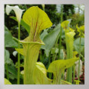 Search for carnivorous posters Green
