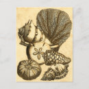 Search for algae postcards Kelp