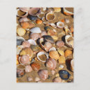 Search for beach shells postcards Seashell