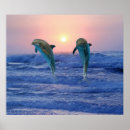 Search for dolphin posters Fish