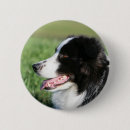 Search for border collie dog badges Lying down