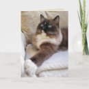 Search for ragdoll cat birthday cards Kitty