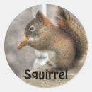 Search for cute squirrel stickers Rodent