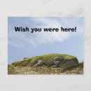 Search for large image postcards Reptile