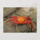 Search for galapagos postcards South