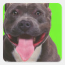 Search for bulldog portrait stickers Studio shot