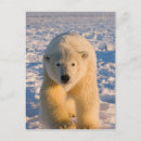 Search for steve kazlowski postcards Polar bear