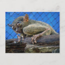 Search for tarsier postcards Bohol