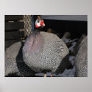 Search for guinea fowl decor Africa