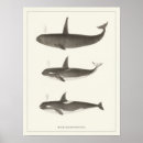 Search for orca killer whale posters Whales