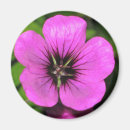 Search for geranium kitchen dining Gardening