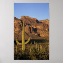Search for pipe organs posters Desert
