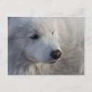 Search for spitz dog postcards Samoyed