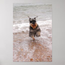 Search for miniature schnauzer posters Dog