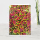 Search for coleus postcards Flower