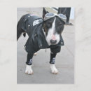Search for dog coat postcards Animal