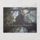 Search for gum trees postcards Koala