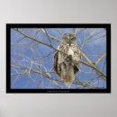 Search for great grey owl art Bird