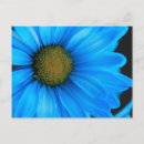 Search for daisy blue postcards Nature