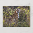 Search for wild tiger postcards Wilderness