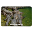 Search for alligators magnets Reptile