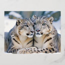 Search for love snow postcards Animal