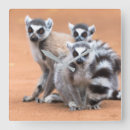 Search for ring tailed lemur art Madagascar
