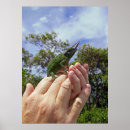 Search for chameleon posters Hawaii