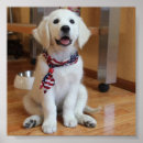 Search for golden retriever puppy art Adorable