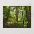 Search for rainforest postcards Nature