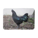 Search for cockerel Fowl