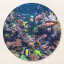 Search for tropical reef coasters Beach